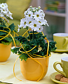 Primula malacoides (Fliederprimel, weiß) in gelbem Übertopf, gelbes Dekoband