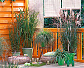 Grass balcony with Miscanthus (Chinese reed), Carex (sedge)