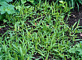 Carex plantaginea (Breitblattsegge)