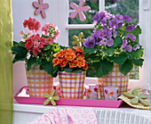 Primula obconica and acaulis on pink tray