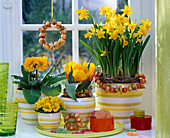 Narcissus 'Tete á Tete' (Narzissen), Tulipa (Tulpen), Primula (Primeln)