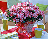 Rhododendron simsii (room azalea, white with red border in basket