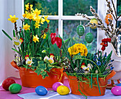 Jardinieren with Narcissus 'Tete á Tete', Hedera, Tulipa