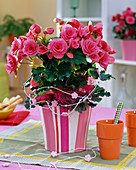 Begonia Elatior (Begonia, pink and double) in pink and white striped planter
