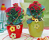 Kalanchoe blossfeldiana (Flaming Beetle, red), decorated with peddigree cane