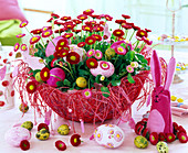 Bellis (Centaury) as an Easter nest in a red decorative basket made of twine
