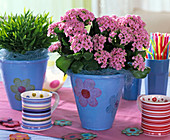 Kalanchoe (Flaming Cheetah) in blue planter with flower motif