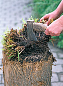 Digging up senescent Carex (sedge) and placing it on a chopping block with a hatchet