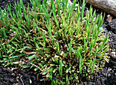 Frühlingsaustrieb von Carex morrowii (Japansegge)