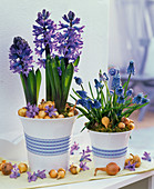 Muscari, Hyacinthus in white mugs