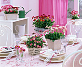 Romantic table decoration with Bellis (daisy)