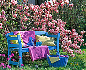 Blue wooden bench in front of Magnolia soulangeana (Tulip Magnolia)