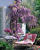 Wisteria sinensis (Chinese wisteria) blooming at the house