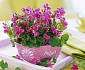 Viola odorata 'Pink' (Veilchen, pink) in Schale auf weißem Holztablett, Blüten
