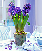 Blaue Hyacinthus orientalis (Hyazinthen) in Glas mit Moos gepflanzt