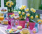 Osterfrühstück mit Narcissus (Narzissen) in rosa Töpfen