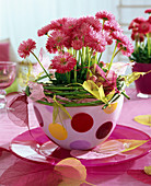 Bellis perennis (Centaury) in a dotted bowl