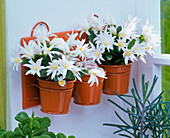white Rhipsalidopsis (Easter cacti) in small metal pots