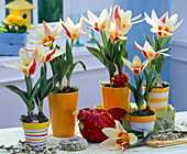 Tulipa (Tulpen, cremefarben mit roten Streifen), Deko-Huhn