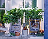Herbs in beer kegs on the windowsill nasturtium