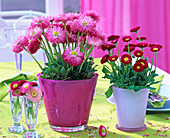 Bellis perennis in pink and white planter