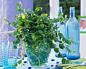 Ficus pumila (Kletterfeige) in Glasvase auf dem Tisch, gefüllt mit Glaslinsen