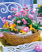 Basket with Bellis perennis (daisy), Narcissus (narcissus), Easter eggs
