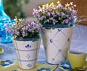 Houstonia (porcelain flower) in white-blue cachepots, decorative flowers
