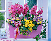 Pink wooden box with hyacinths, viola and primrose planting (2/2)
