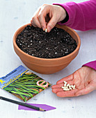 Sowing Phaseolus (bush bean)