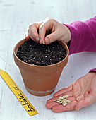 Sowing cucurbita (ornamental squash)