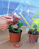 Geranium sprout with rooting powder