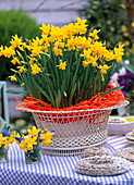 Narcissus 'Tete-a-Tete' (Narcissus) in metal basket