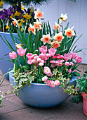 Narcissus 'Honkey' (Narzissen), Tulipa (Tulpen)