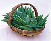 Leaves of Plantago lanceolata (ribwort plantain) in basket