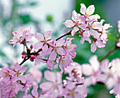 Zweig von Prunus kurilensis 'Ruby' (rosa blühender Kurilenkirsche)