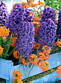 Hyacinthus 'Ostara' (hyacinths), Erysimum (golden violet)