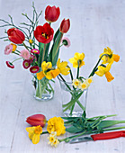 Narcissus (Narzissen) einige Zeit in extra Vase stellen