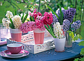 Hyacinthus (Hyazinthen) in weiß, rosa, blau in Vasen auf blauem Tisch