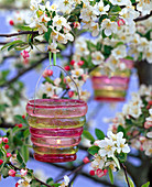 Rosa-grünes Windlicht an Zweig von Malus (Apfel) gehängt