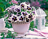 Strauß aus schwarz-weißen Viola wittrockiana (Stiefmütterchen) in weißer Vase