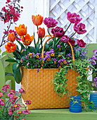 Tulipa 'Lilac Perfection' 'Princess Irene' (Tulpen)