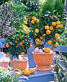 Citrofortunella microcarpa (Calamondin orange)