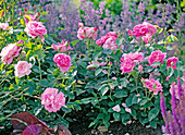 Rosa 'Mary Rose' (English fragrant rose)