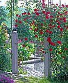 Rosa 'Greeting to Heidelberg' (climbing rose), often flowering