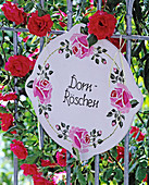 Rosa 'Gruß an Heidelberg' (Kletterrose), öfterblühend