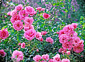 Rosa 'Medley Pink' (Patio Rose)