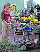 Junge Frau kauft Frühlingsblumen im Gartencenter