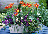Tulipa 'Aladdin' (lily-flowered tulips), Crocus (crocuses)