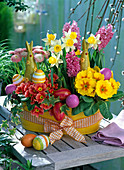 Yellow cup with Narcissus 'Topolino' (Daffodil), Primula